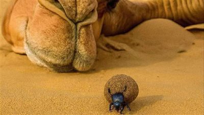 لماذا لا نأكل رأس الجمل وڼدفنها بعد الذبح