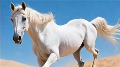 رجل يترك أطفاله في الصحراء وحصان أبيض يفعل المستحيل