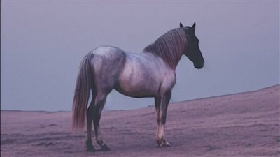 الحصان الاعمي