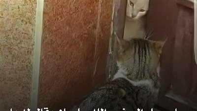 نبي الله سليمان ولغة الحيوانات