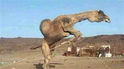 هذا قهر جمل
