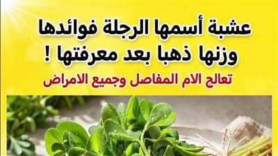 عشبة اسمها الرجلة فوائدها وزنها ذهب بعد معرفتها تعالج الام المفاصل وجميع الامراض